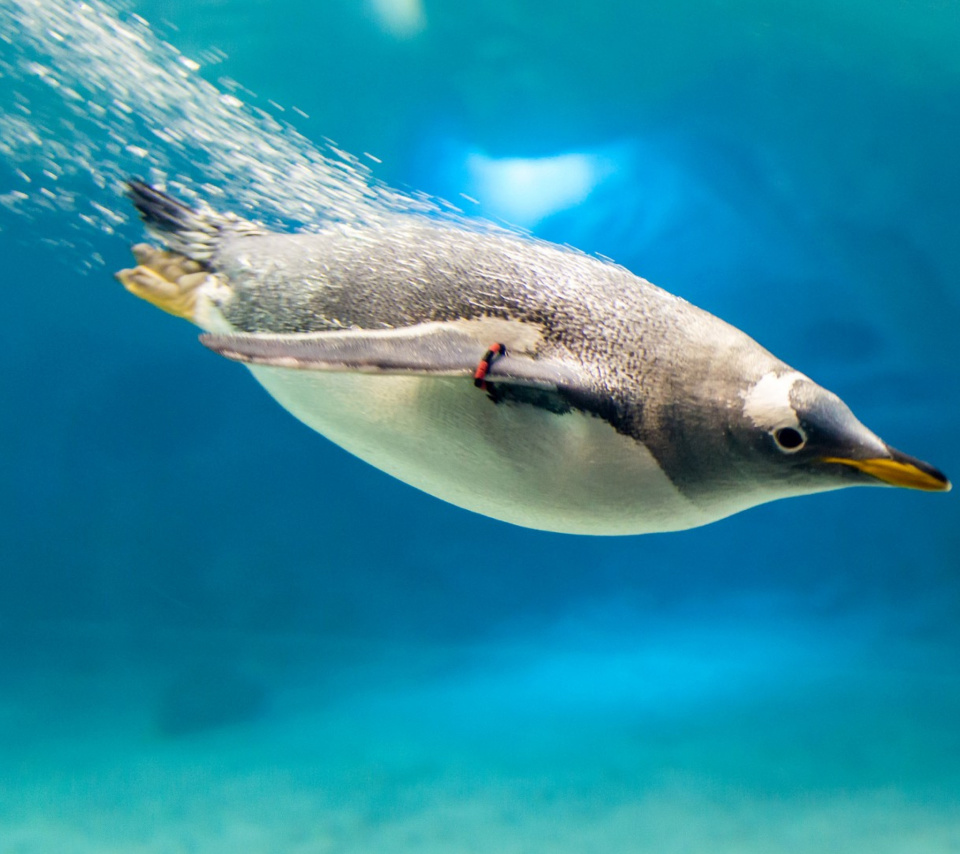 Das Penguin in Underwater Wallpaper 960x854