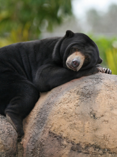 Das Tired Bear Wallpaper 240x320