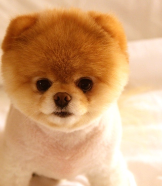 Cute Dog Boo - Obrázkek zdarma pro 128x160
