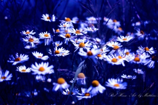 Daisies Background for Android, iPhone and iPad