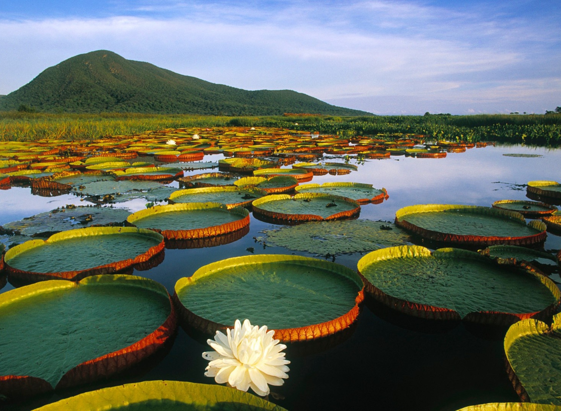 Fondo de pantalla Water Lilies 1920x1408