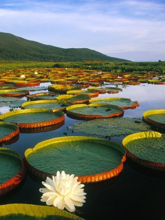 Screenshot №1 pro téma Water Lilies 240x320