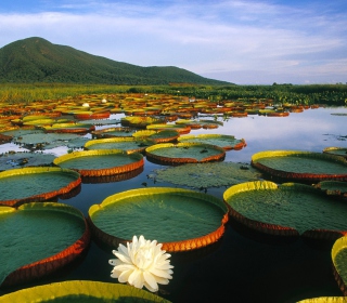 Water Lilies - Obrázkek zdarma pro iPad Air