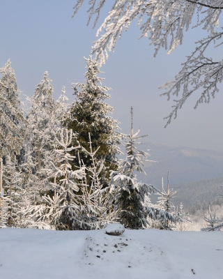 Snow landscape sfondi gratuiti per Nokia Asha 308