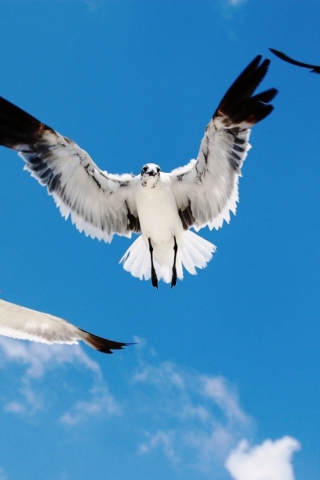 Das Seagulls Wallpaper 320x480