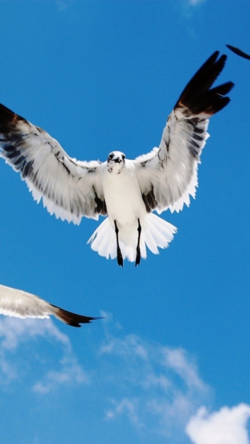 Seagulls screenshot #1 360x640