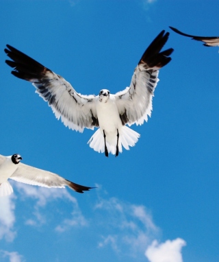 Seagulls - Obrázkek zdarma pro 768x1280