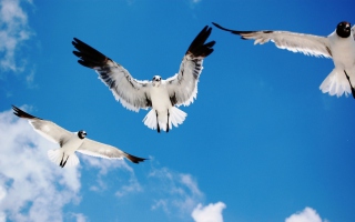 Seagulls - Obrázkek zdarma 