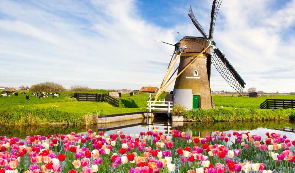 Fondo de pantalla Mill and tulips in Holland 1024x600