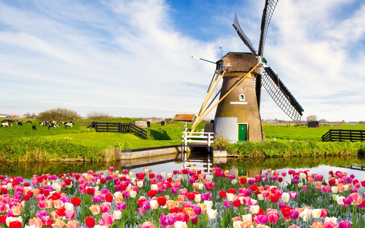 Mill and tulips in Holland wallpaper 1280x800