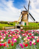 Fondo de pantalla Mill and tulips in Holland 128x160