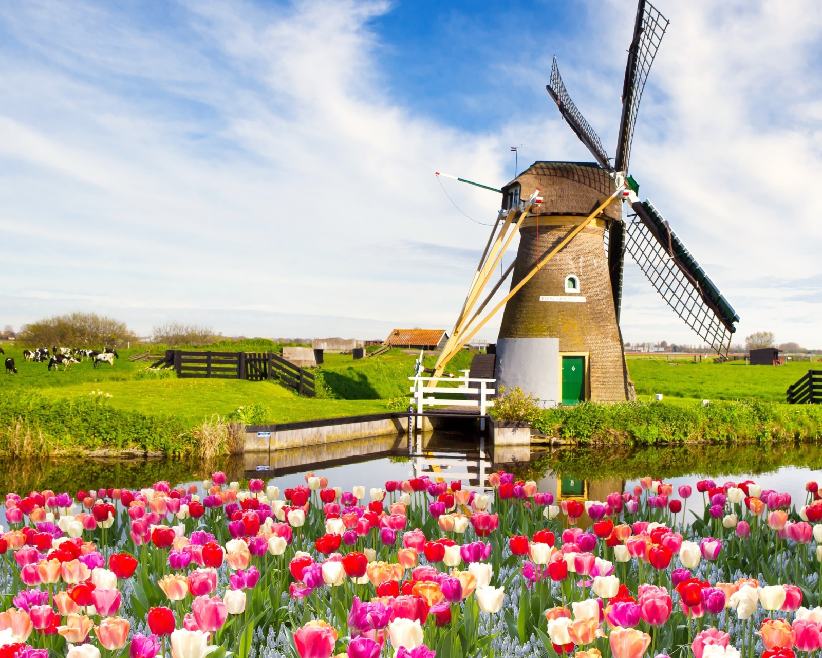 Обои Mill and tulips in Holland 1600x1280
