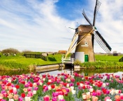 Fondo de pantalla Mill and tulips in Holland 176x144