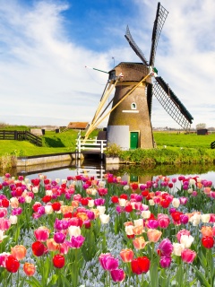 Das Mill and tulips in Holland Wallpaper 240x320