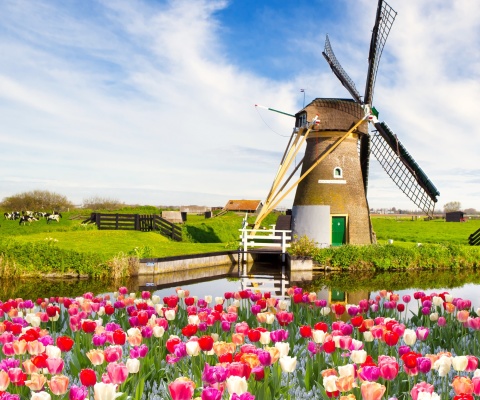 Mill and tulips in Holland wallpaper 480x400