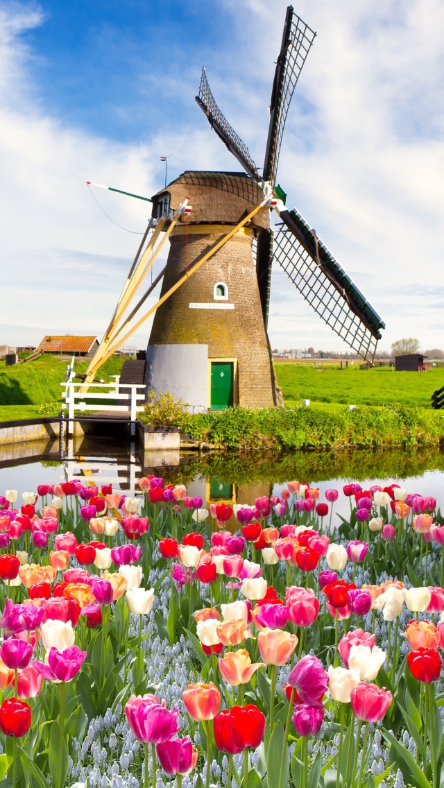 Обои Mill and tulips in Holland 640x1136