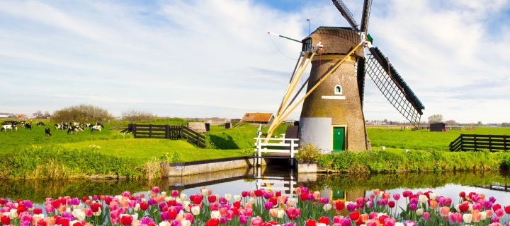 Screenshot №1 pro téma Mill and tulips in Holland 720x320