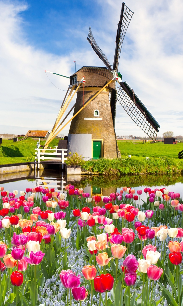Обои Mill and tulips in Holland 768x1280