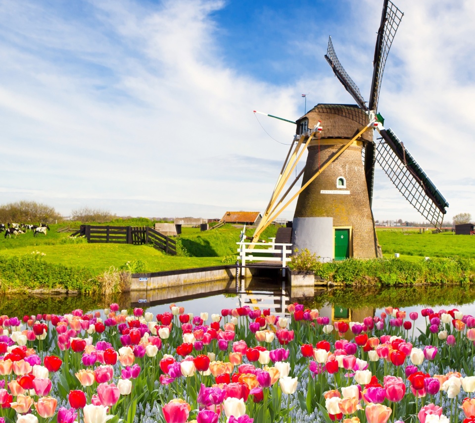 Mill and tulips in Holland screenshot #1 960x854