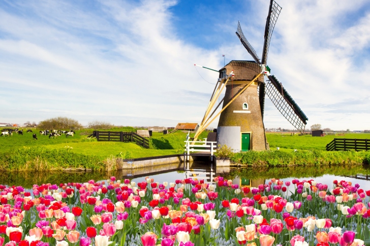 Обои Mill and tulips in Holland