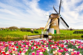 Mill and tulips in Holland Background for Android, iPhone and iPad