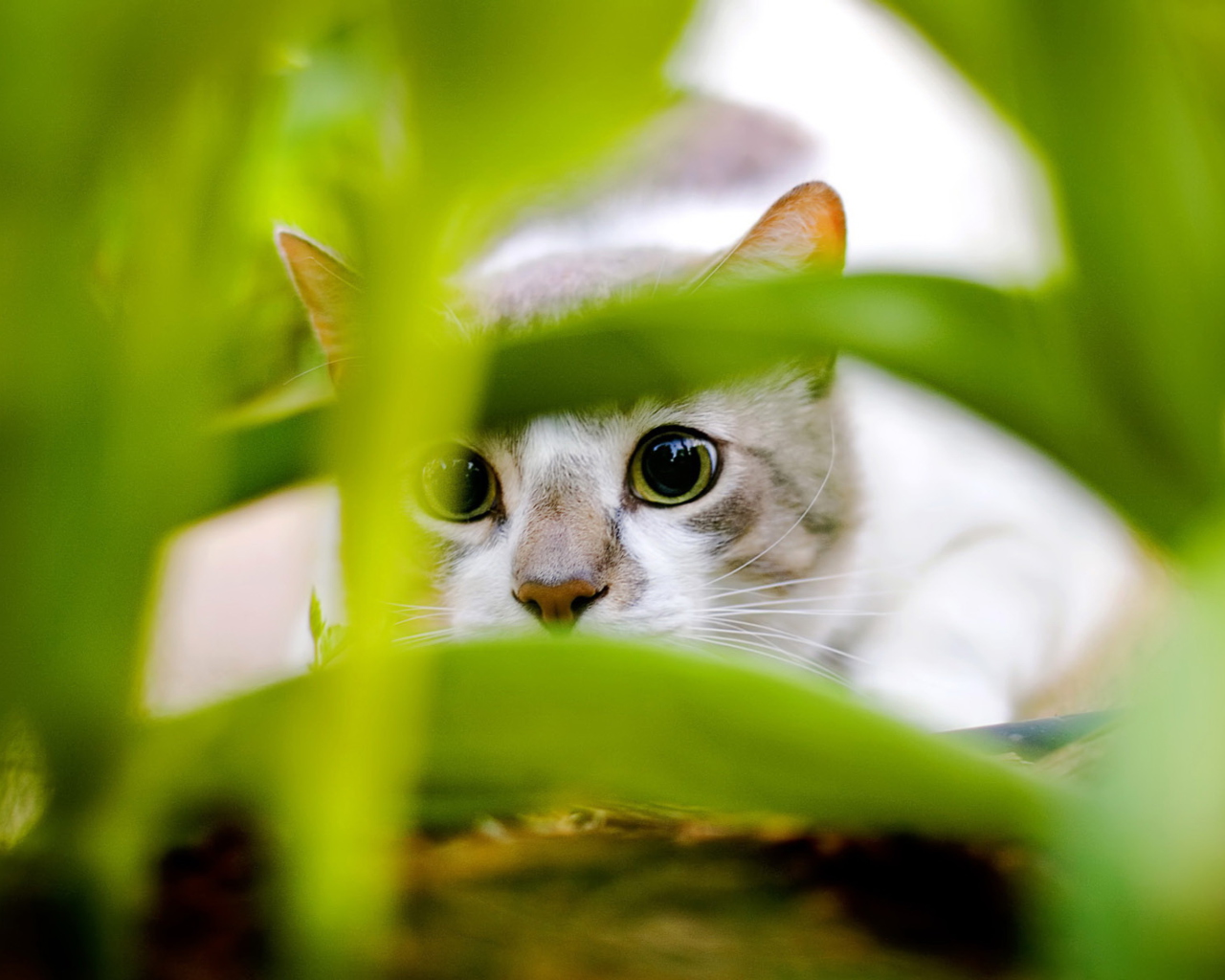 Screenshot №1 pro téma Cat Hiding In Green Grass 1280x1024