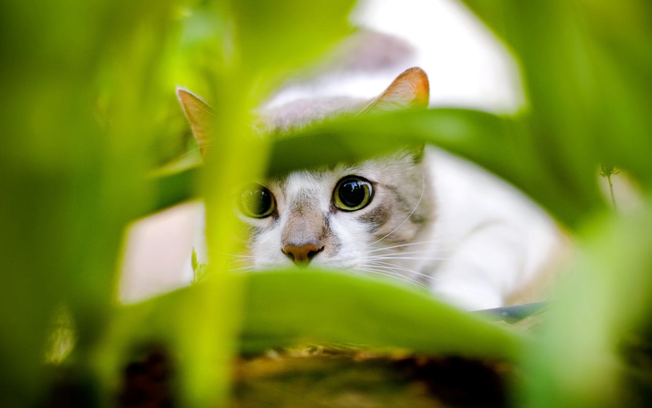 Das Cat Hiding In Green Grass Wallpaper 1280x800