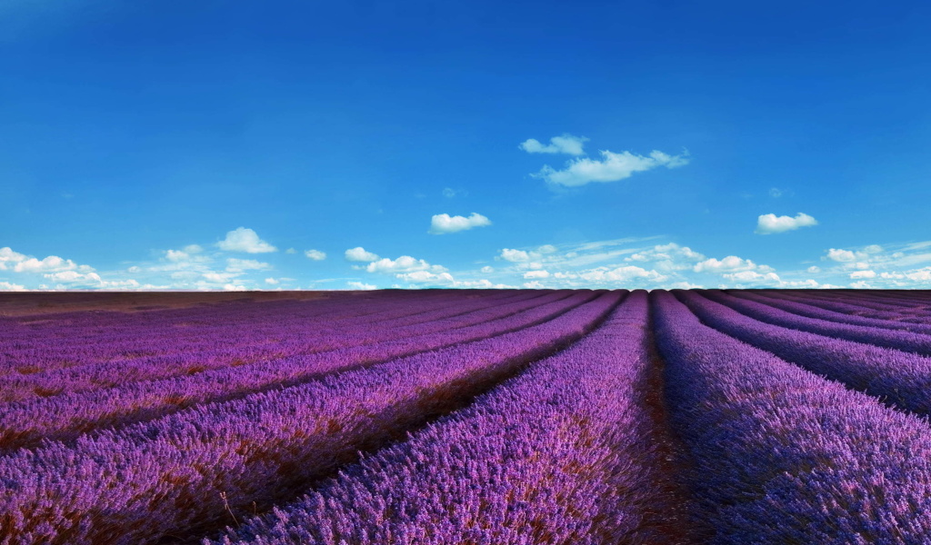 Обои Lavender Fields Location 1024x600