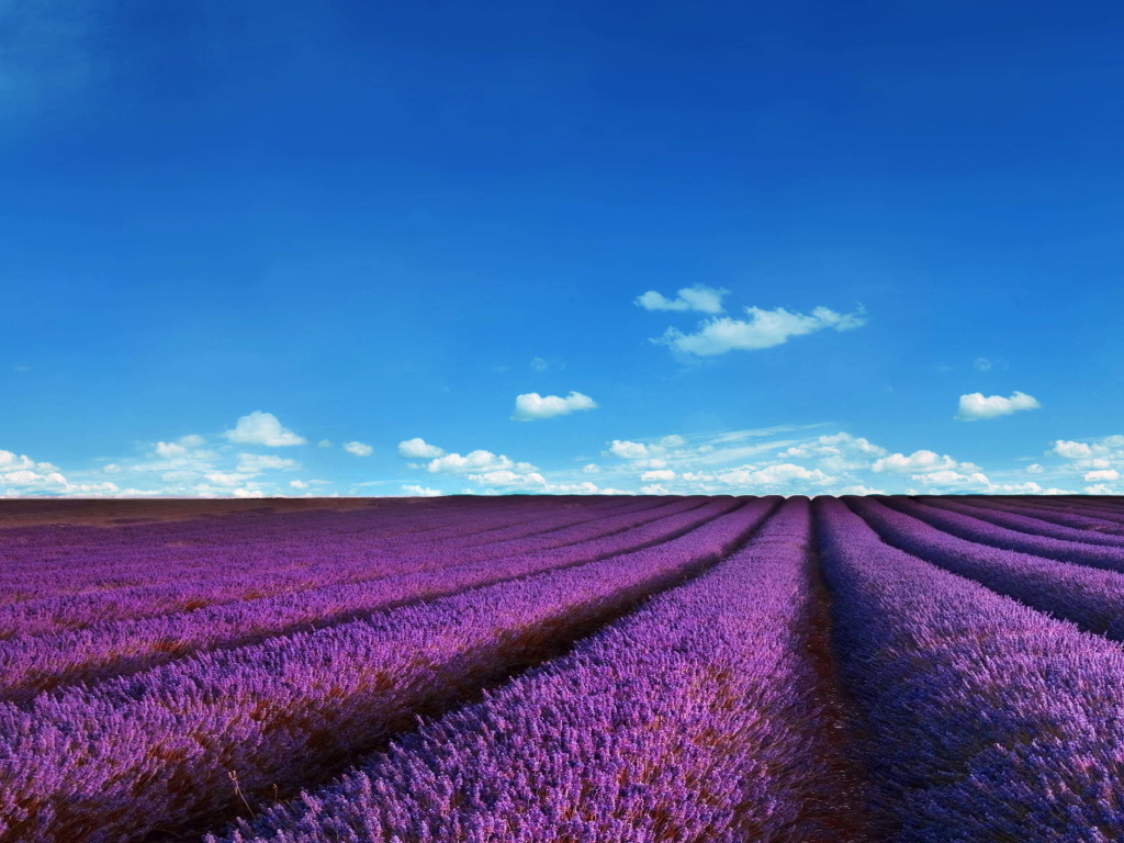 Fondo de pantalla Lavender Fields Location 1024x768