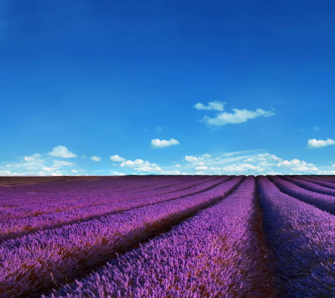 Sfondi Lavender Fields Location 1080x960