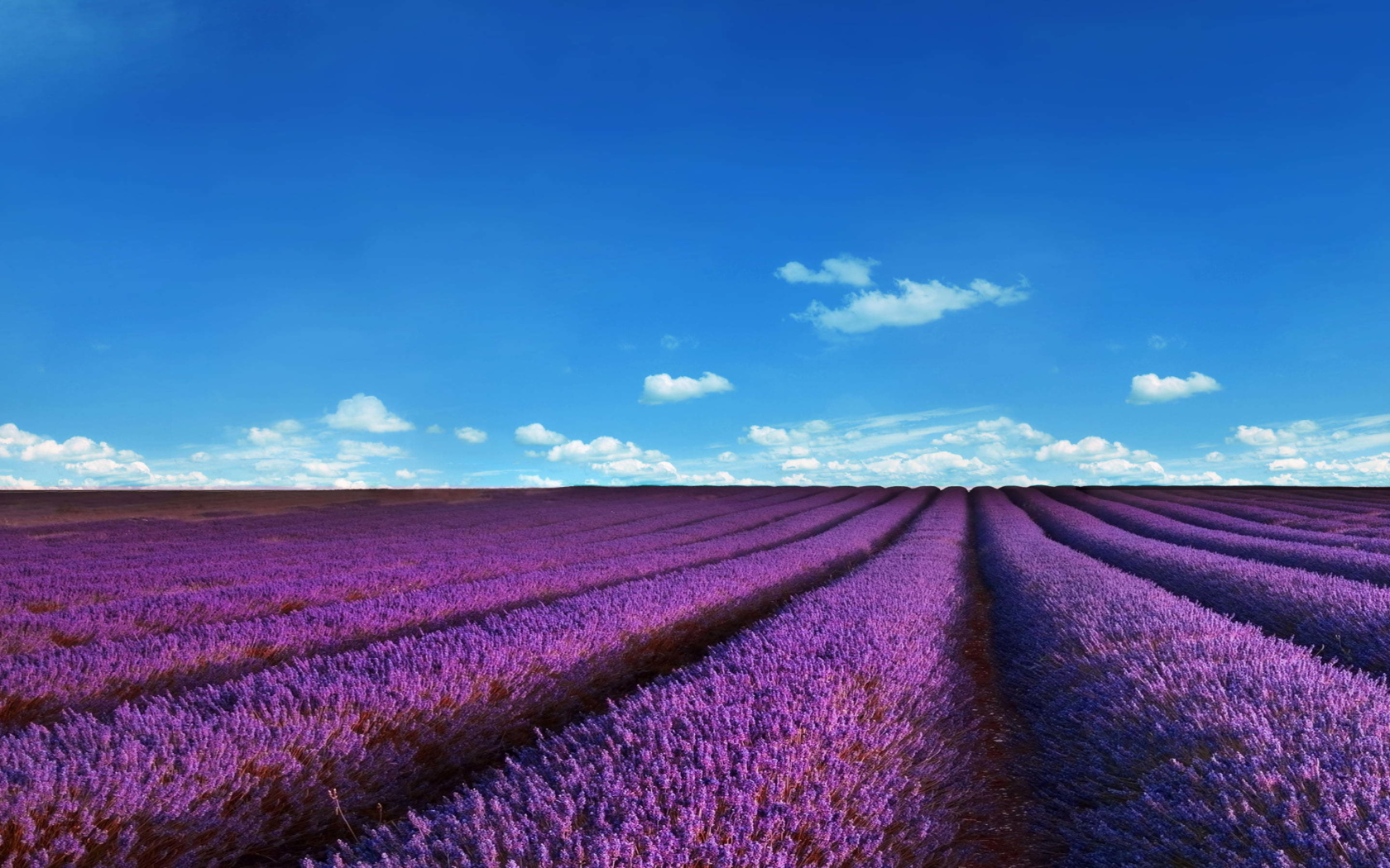 Fondo de pantalla Lavender Fields Location 1680x1050