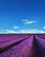 Das Lavender Fields Location Wallpaper 176x220