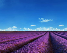 Lavender Fields Location wallpaper 220x176