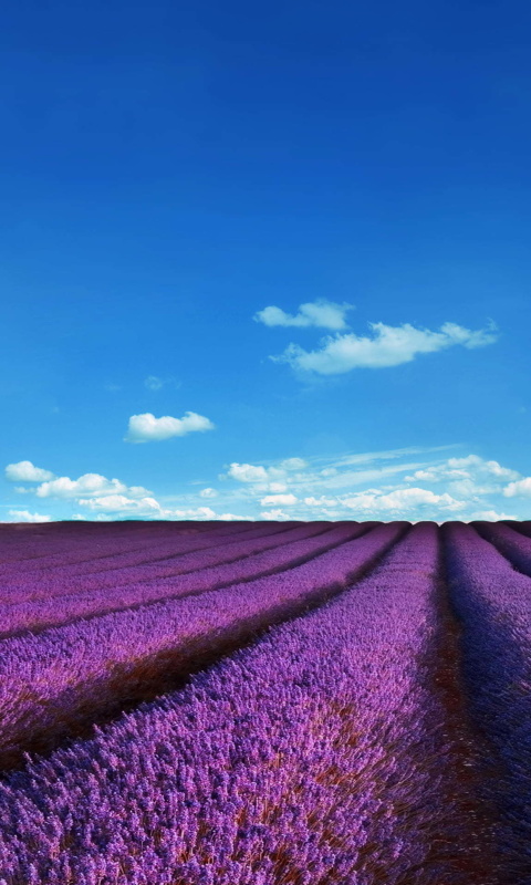 Das Lavender Fields Location Wallpaper 480x800