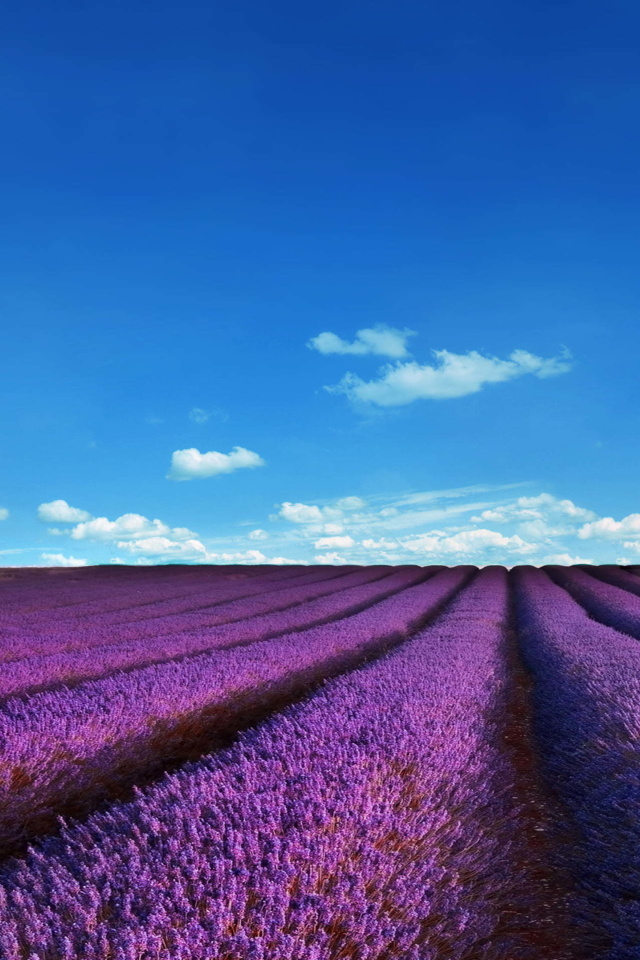 Lavender Fields Location wallpaper 640x960