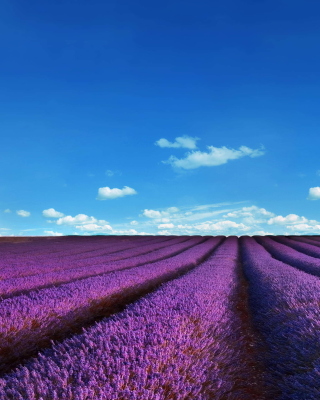 Lavender Fields Location - Obrázkek zdarma pro 240x320