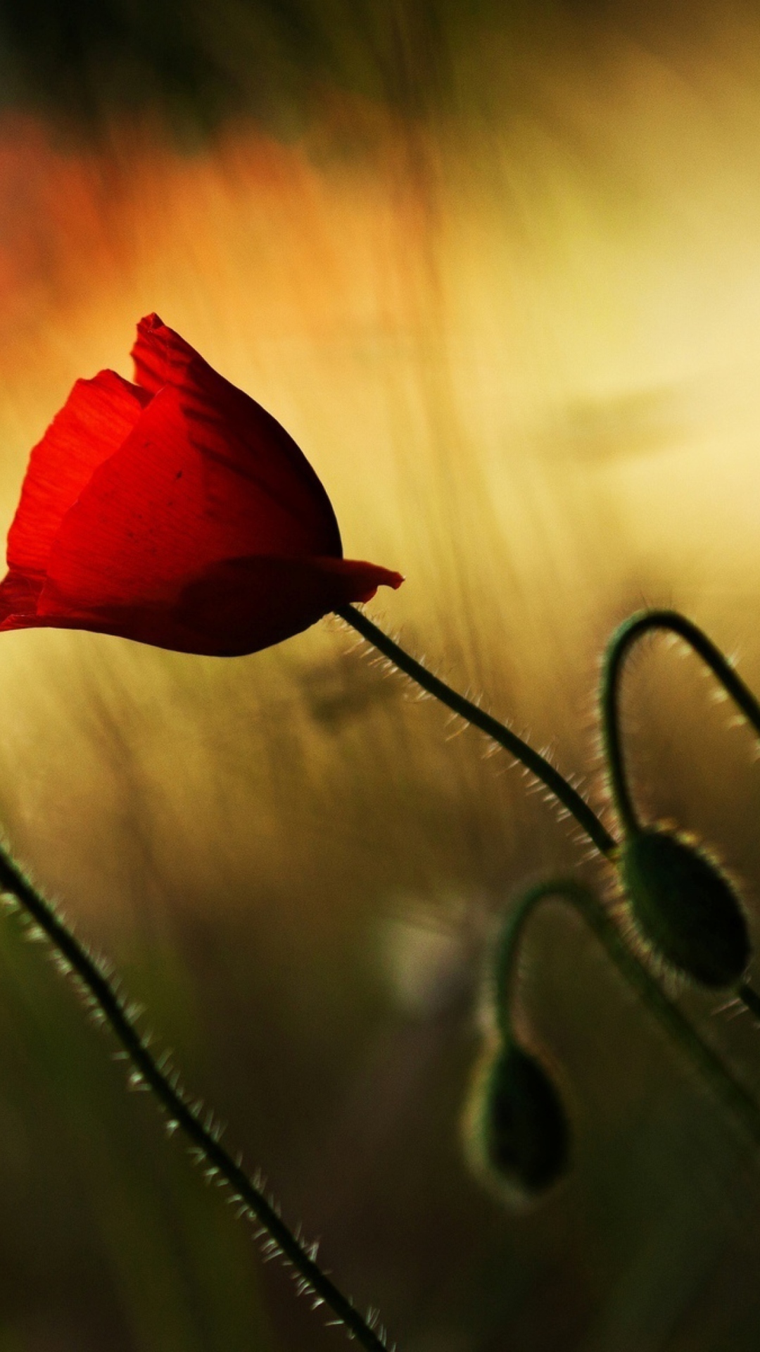 Sfondi Beautiful Red Poppy 1080x1920