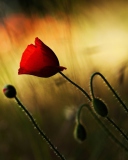 Beautiful Red Poppy screenshot #1 128x160