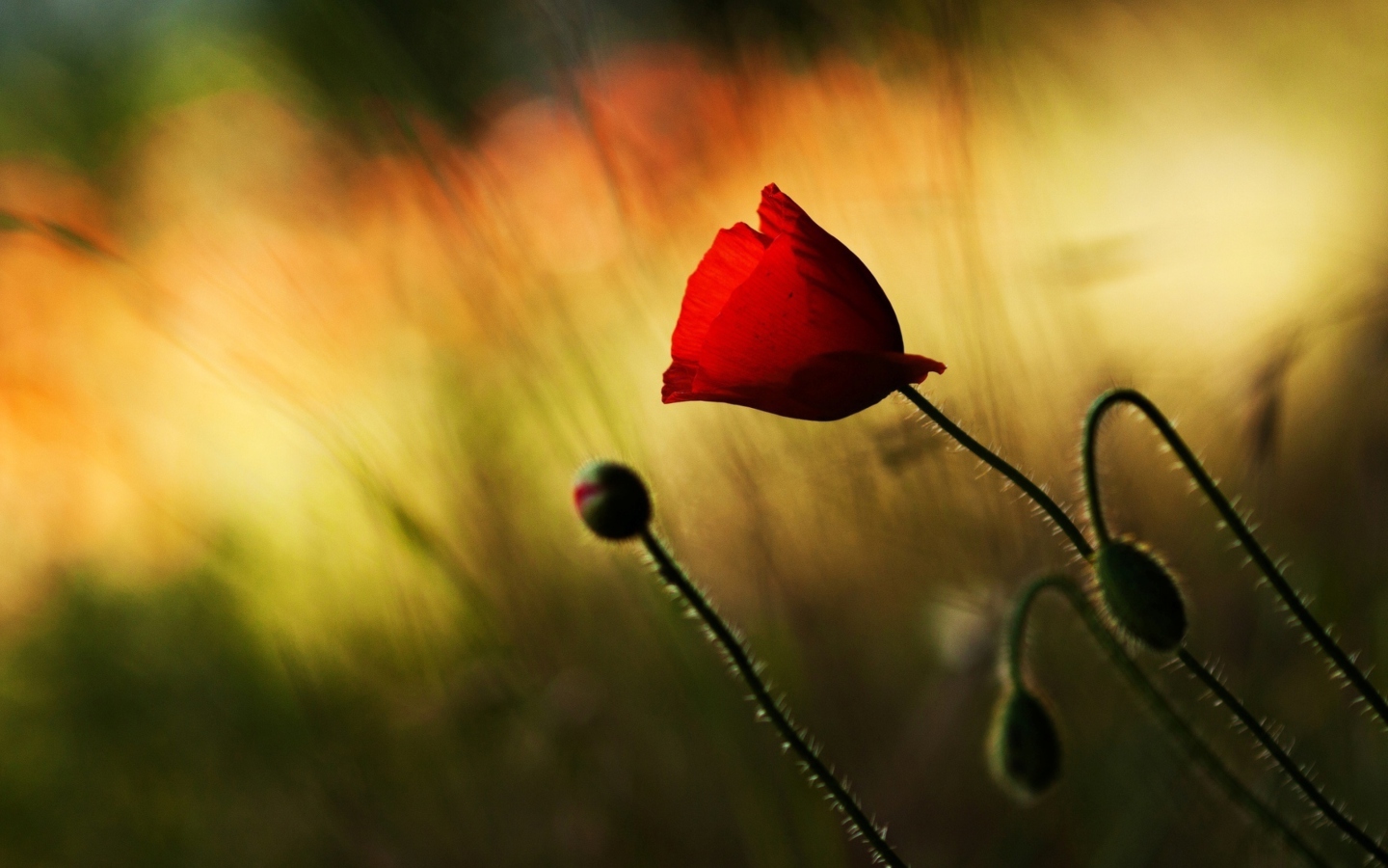 Screenshot №1 pro téma Beautiful Red Poppy 1440x900