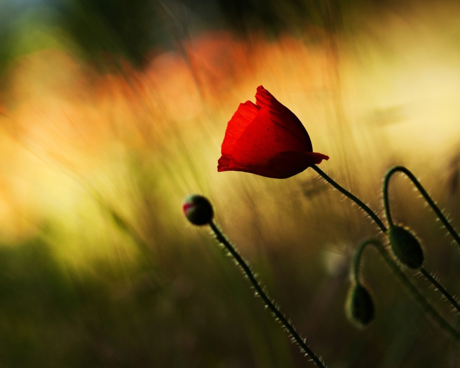 Screenshot №1 pro téma Beautiful Red Poppy 1600x1280