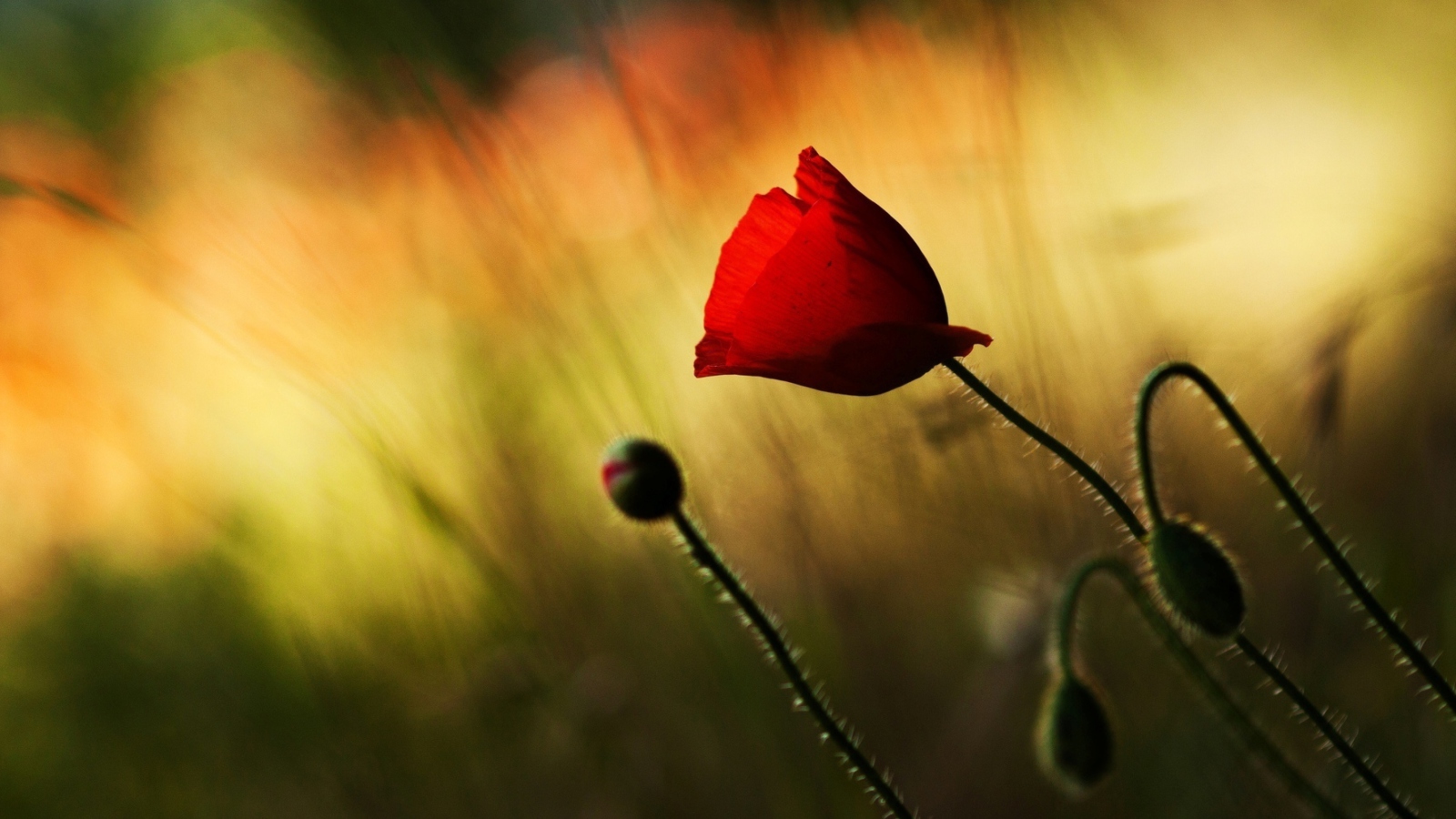 Fondo de pantalla Beautiful Red Poppy 1600x900