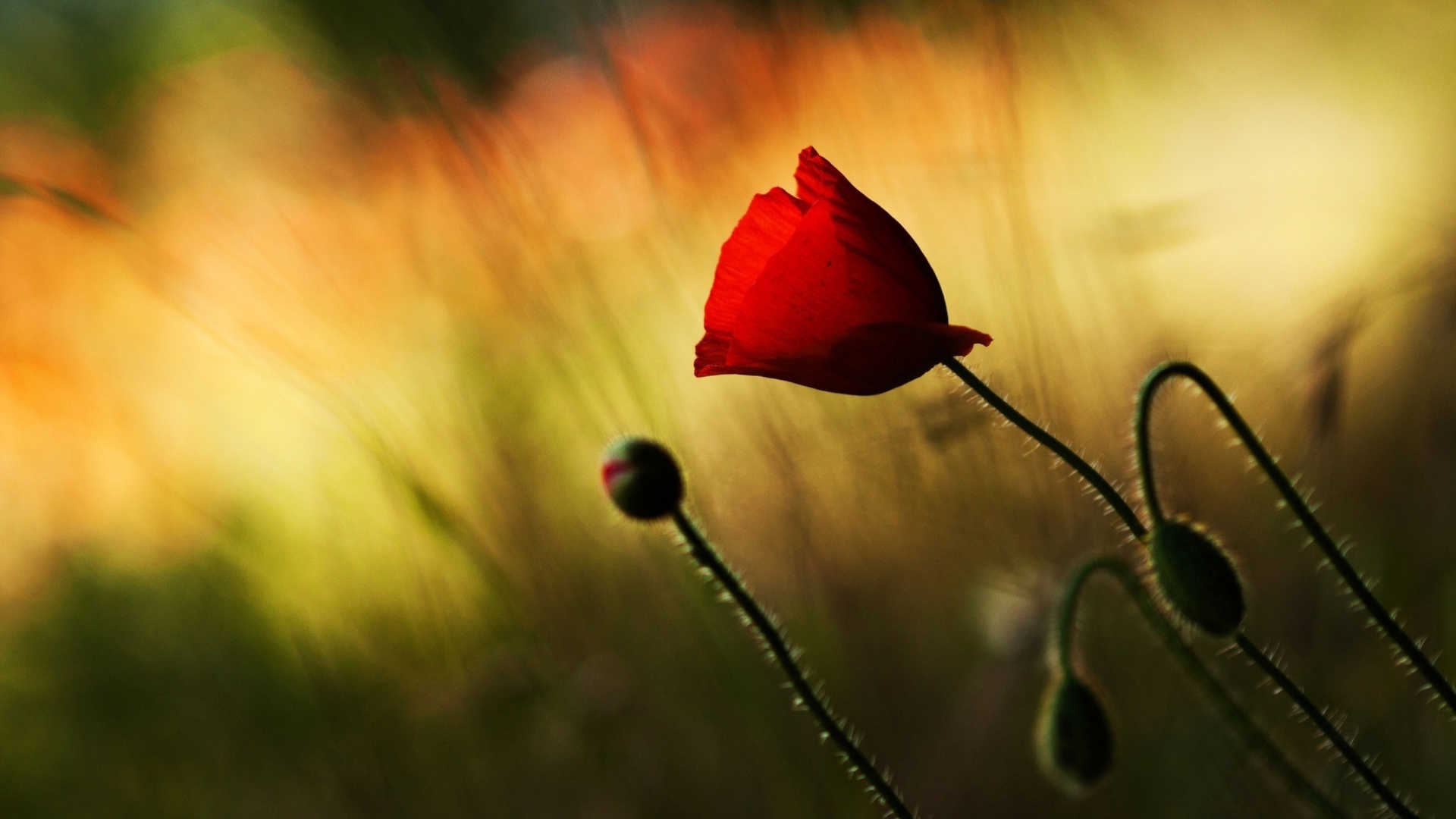 Обои Beautiful Red Poppy 1920x1080