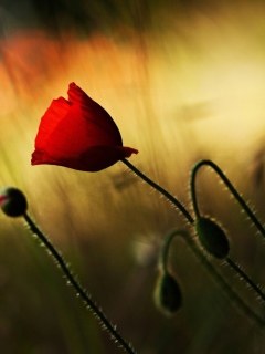 Beautiful Red Poppy screenshot #1 240x320
