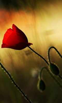 Beautiful Red Poppy screenshot #1 240x400