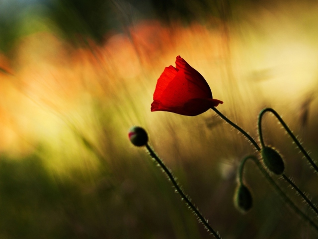 Sfondi Beautiful Red Poppy 640x480