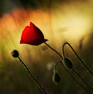 Beautiful Red Poppy - Obrázkek zdarma pro 208x208