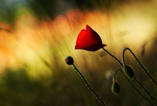 Beautiful Red Poppy - Obrázkek zdarma pro Nokia Asha 201