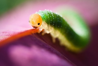 Caterpillaer Macro - Obrázkek zdarma pro Sony Xperia Z