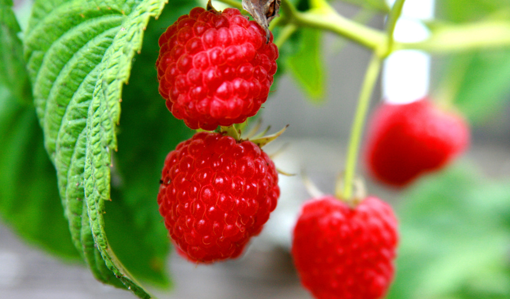 Das Raspberries Macro Photo Wallpaper 1024x600