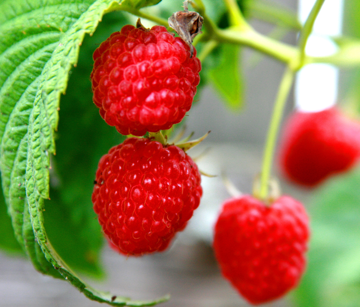 Das Raspberries Macro Photo Wallpaper 1200x1024